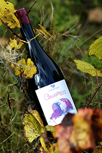 Gamay 203- Fermenterre-Victor Cossy