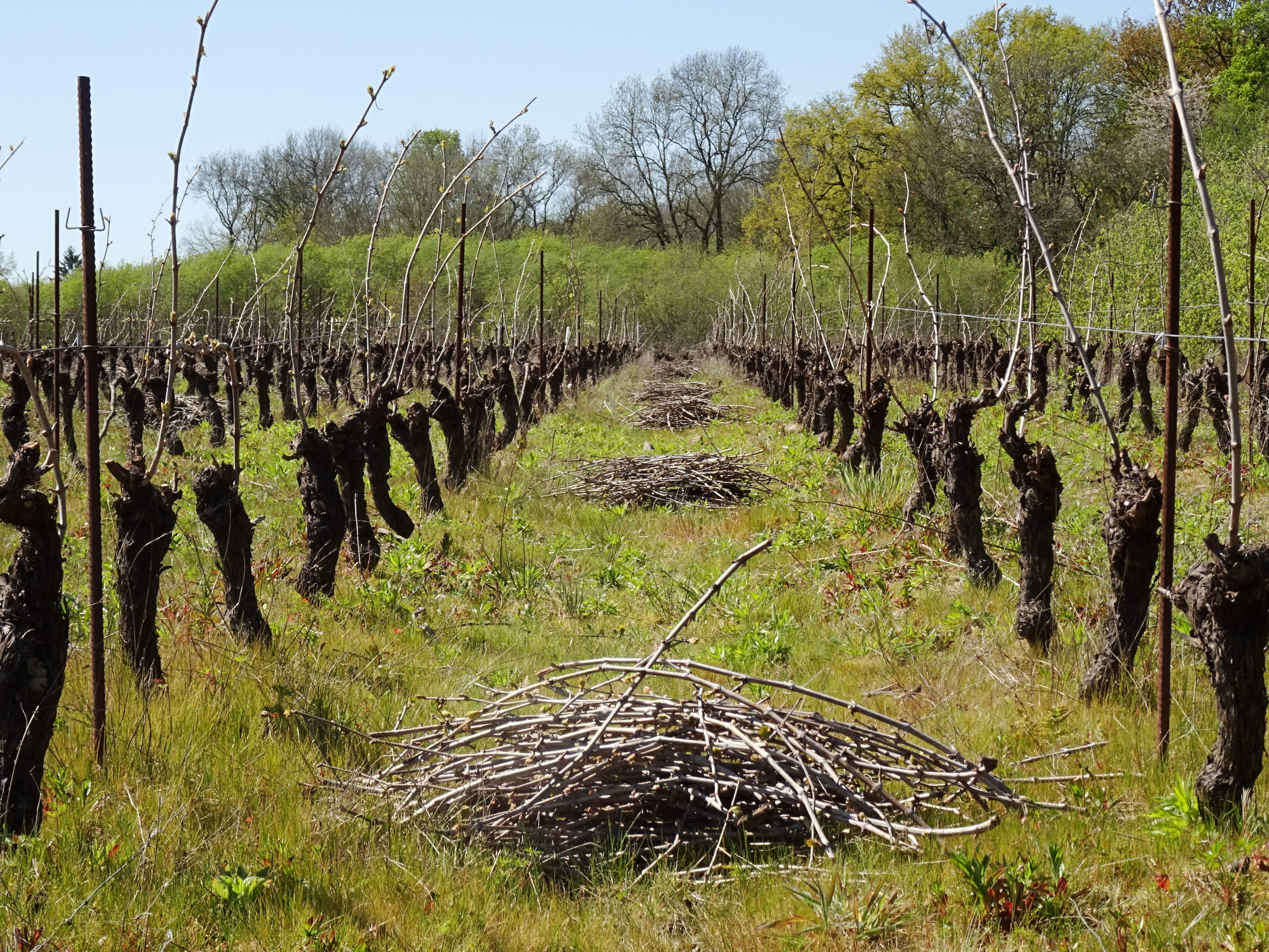 Fermenterre-taille de vigne
